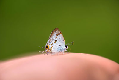 Close-up of butterfly