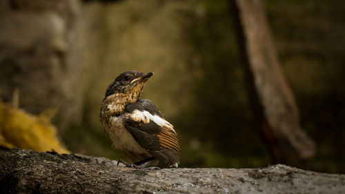 Close-up of bird perching on branch