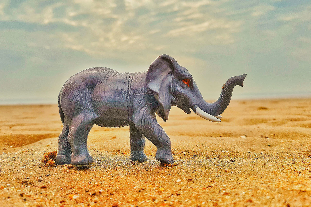 VIEW OF ELEPHANT ON BEACH