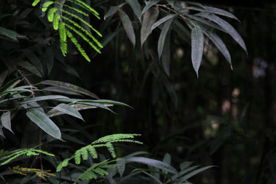 Close-up of fern leaves