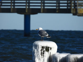 Seagull perching on wooden post