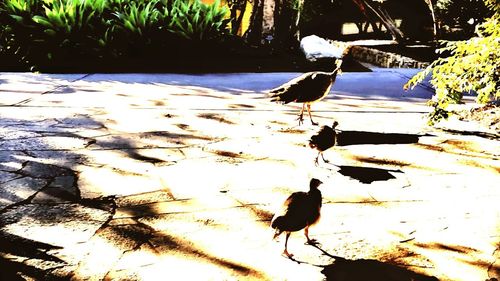 High angle view of bird perching on tree