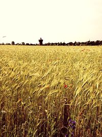 Scenic view of field against clear sky