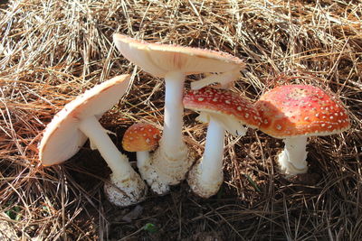 High angle view of mushroom on field