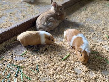 Guinea pig