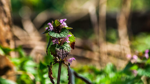 Close-up of purple flowering plant