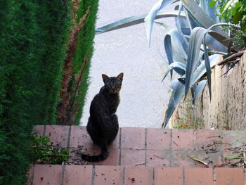 Portrait of cat sitting by plants