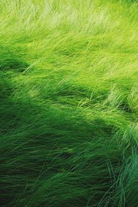 Full frame shot of green field