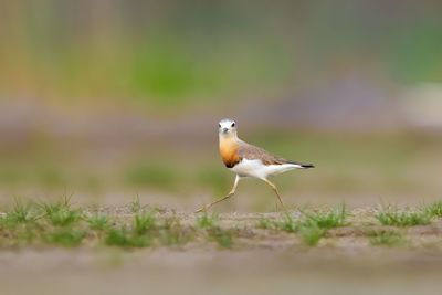 Close-up of bird perching on a field