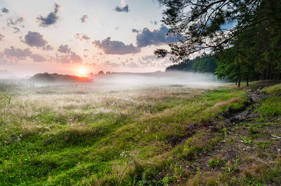 Scenic view of field against sky