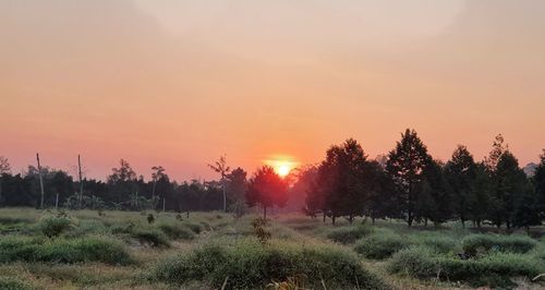 Trees on field against sky during sunset