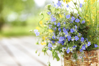 A bouquet of wildflowers of blue daisies and yellow flowers in full bloom in a rusty rustic jar