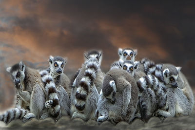 Group of meerkats