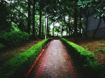 Footpath amidst trees in forest