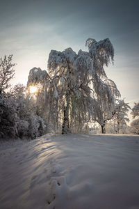 Trees on snow covered land against sky