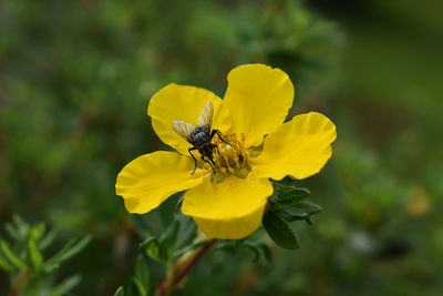 Close-up of bee pollinating on yellow flower