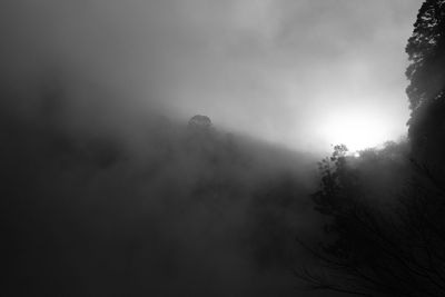 Low angle view of silhouette trees against sky