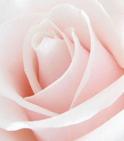 Close-up of pink rose