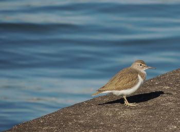 Close-up of bird perching on retaining wall by sea