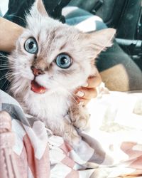 Close-up portrait of cat looking at camera
