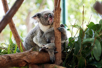 Koalas on tree