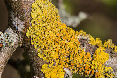 Close-up of yellow flowers