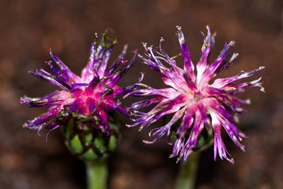 Close-up of purple flowering plant