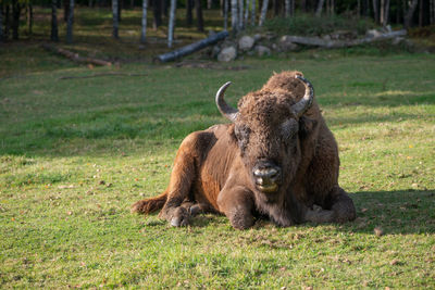 Close-up of an animal on field