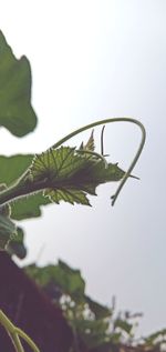 Low angle view of plant against clear sky