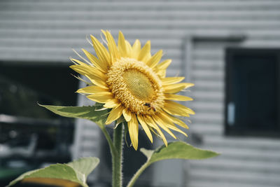 Close-up of sunflower