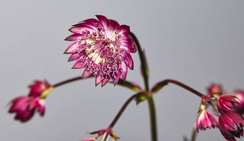 Close-up of pink flower