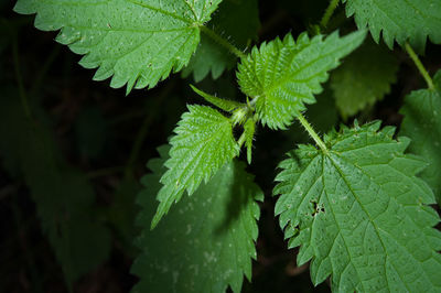 Close-up of plant leaves