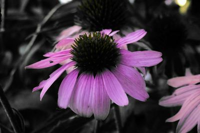 Close-up of pink flower blooming outdoors