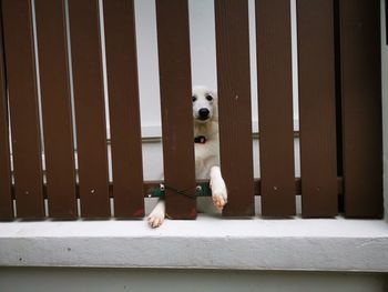 Portrait of dog on railing