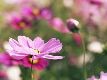 Close-up of pink flowers