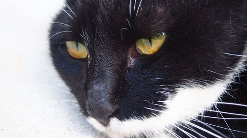 Close-up portrait of black cat