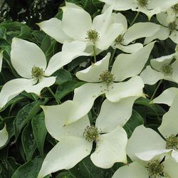 Close-up of white flowers