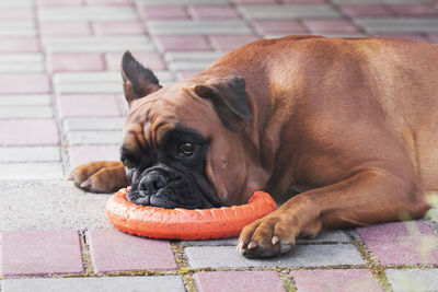 Close-up of dog resting on footpath