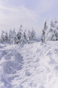 Snow covered land and trees against sky