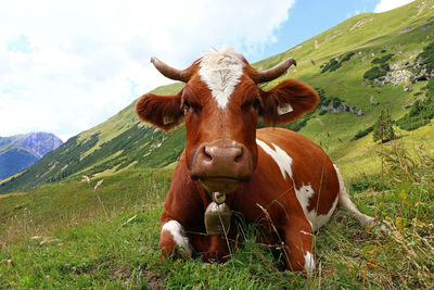 Portrait of a horse on field