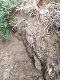 Close-up of spider on web during winter