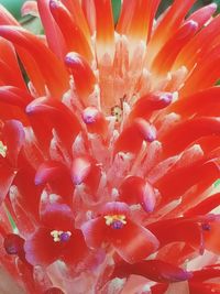 Full frame shot of red flower