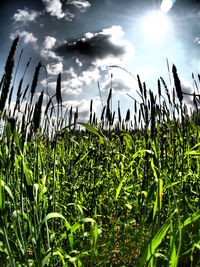 Scenic view of grassy field against sky