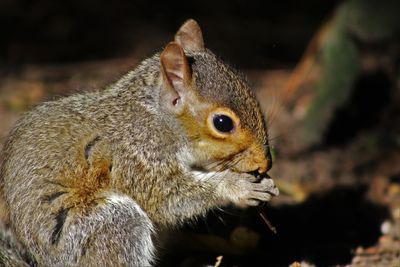 Close-up of squirrel on field