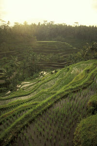 High angle view of agricultural field against sky during sunset