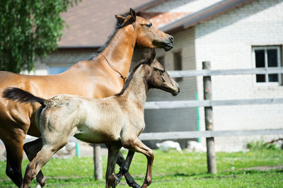 Side view of horse in ranch