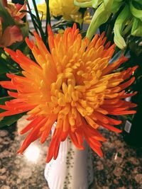 Close-up of orange flower blooming outdoors