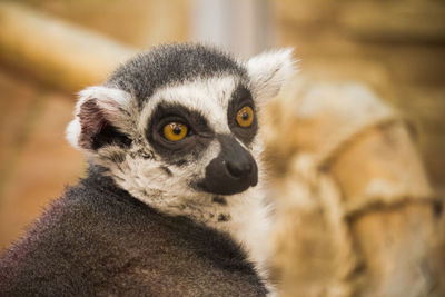 Close-up portrait of an animal