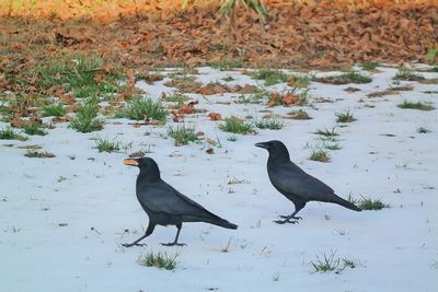 Close-up of birds