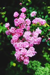 Close-up of pink hydrangea blooming outdoors